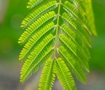 Albizia geopend blad in zonlicht