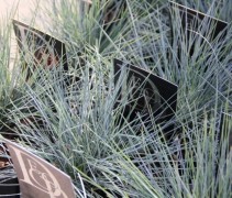 Festuca Elijha Blue met de blauwste kleur van alle Festuca's