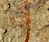 Liquidambar styraciflua - Amberboom - ambersiroop