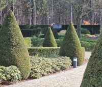 Taxus baccata - Venijnboom - kegelvormen winter 2026
