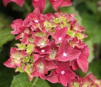 Hydrangea Forever & Ever Red - Hortensia Forever & Ever Red - 1