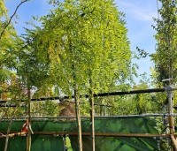 Sophora Japonica 'Pendula' - Treurvormige Japanse Honingboom - 1