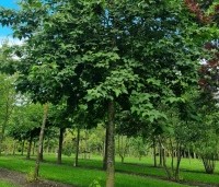 Liquidambar formosana var. monticola - Taiwanese amberboom - 2