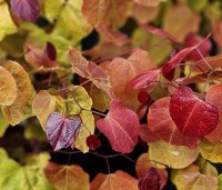Cercis canadensis 'Eternal Flame' - Amerikaanse Judasboom 'Eternal Flame' - 2