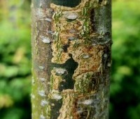 Sophora Japonica 'Pendula' - Treurvormige Japanse Honingboom - 6