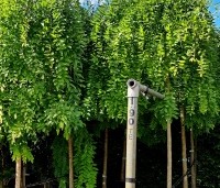 Sophora Japonica 'Pendula' - Treurvormige Japanse Honingboom - 7
