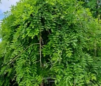 Sophora Japonica 'Pendula' - Treurvormige Japanse Honingboom - 5