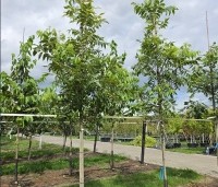 Carya illinoinensis 'Pawnee' - Pecannoot Pawnee - 2