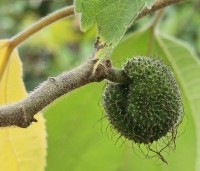 Broussonetia papyrifera - Papiermoerbei - 3
