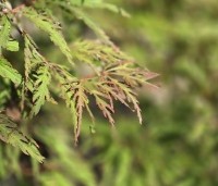Acer palmatum 'Shigure bato' - Japanse esdoorn 'Shigure bato' - 3