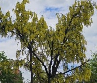 Laburnum wat. 'Vossii' - Goudenregen - 2