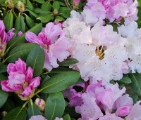 Rhododendron yakushimanum 'Silberwolke' - Rododendron  - 1