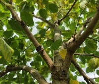 Morus alba 'White Berry' - Witte moerbei 'White Berry' - 3