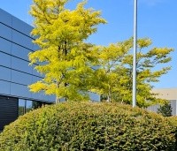Gleditsia triacanthos 'Sunburst' - Valse christusdoorn - 7