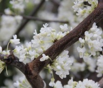 Cercis canadensis boomtak met bloemen