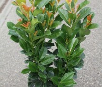 Laurierkers 'Etna' hoogte 40-50 in potmaat P24