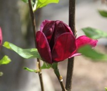 Magnolia Genie
