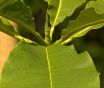 Magnolia tripetala bladeren
