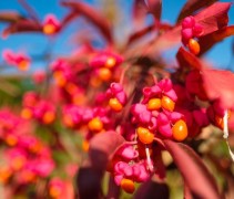 Gewone Kardinaalshoed 'Red Cascade' detailfoto bloei