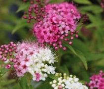 Spiraea japonica Genpei