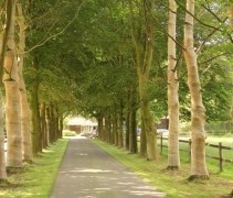 stambescherming tegen te veel zonlicht bij de gewone beuk door middel van jute