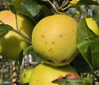 Malus dom. 'Golden Delicious' - Malus dom. 'Golden Delicious' - 2