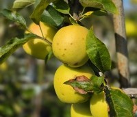 Malus dom. 'Golden Delicious' - Malus dom. 'Golden Delicious' - 1