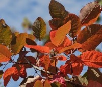 Cotinus dummeri Grace - Pruikenboom - najaar