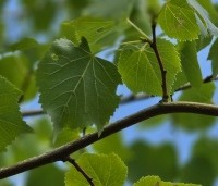 Tilia mongolica 'Buda' - Mongoolse Lindeboom - 2