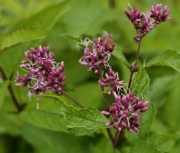 Eupatorium maculatum 'Atropurpureum' - Koninginnekruid - 1