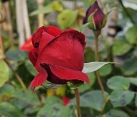 Rosa 'Santana' - Klimroos 'Santana' - 1