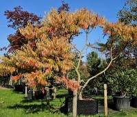 Rhus typhina 'Tiger Eyes' - Fluweelboom 'Tiger Eyes' - airpot okt