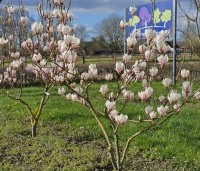 Magnolia soulangeana - Magnolia soulangeana - 2