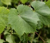 Vitis vinifera 'Vroege van der Laan' - Witte druif 'Vroege van der Laan' - 1