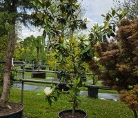 Magnolia grandiflora 'Galissoniere' - Magnolia grandiflora 'Galissoniere' - 3
