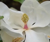 Magnolia grandiflora 'Galissoniere' - Magnolia grandiflora 'Galissoniere' - 4