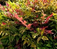 Nandina domestica 'Obsessed' - Hemelse bamboe 'Obsessed' - 3