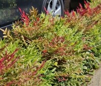 Nandina domestica 'Obsessed' - Hemelse bamboe 'Obsessed' - 2