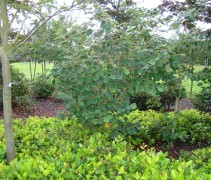 Hamamelis intermedia ‘Arnold Promise’