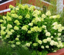 Hortensia 'Limelight' met prachtige grote bloemen
