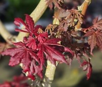 Acer palmatum 'Trompenburg' - Japanse Esdoorn 'Trompenburg' - 2