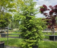 Tsuga canadensis - Canadese Hemlockspar - 3