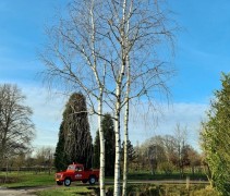 Betula pendula