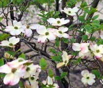 Cornus Florida