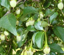 Styrax japonica vrucht