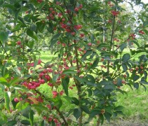 Euonymus europaeus