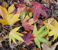 Liquidambar styraciflua 'Oakville Highlight' - Zuilvormig groeiende amberboom - 1