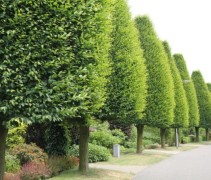 Carpinus betulus Frans Fontaine