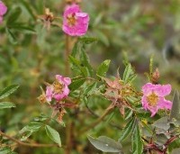 Rosa rubiginosa - Egelantier - 2