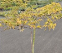 Acer palmatum 'Dissectum' - Japanse esdoorn 'Dissectum' - herfstkleur